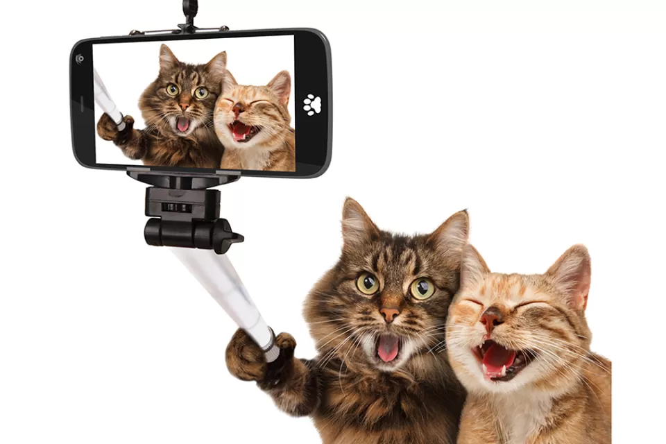 Cat Selfie